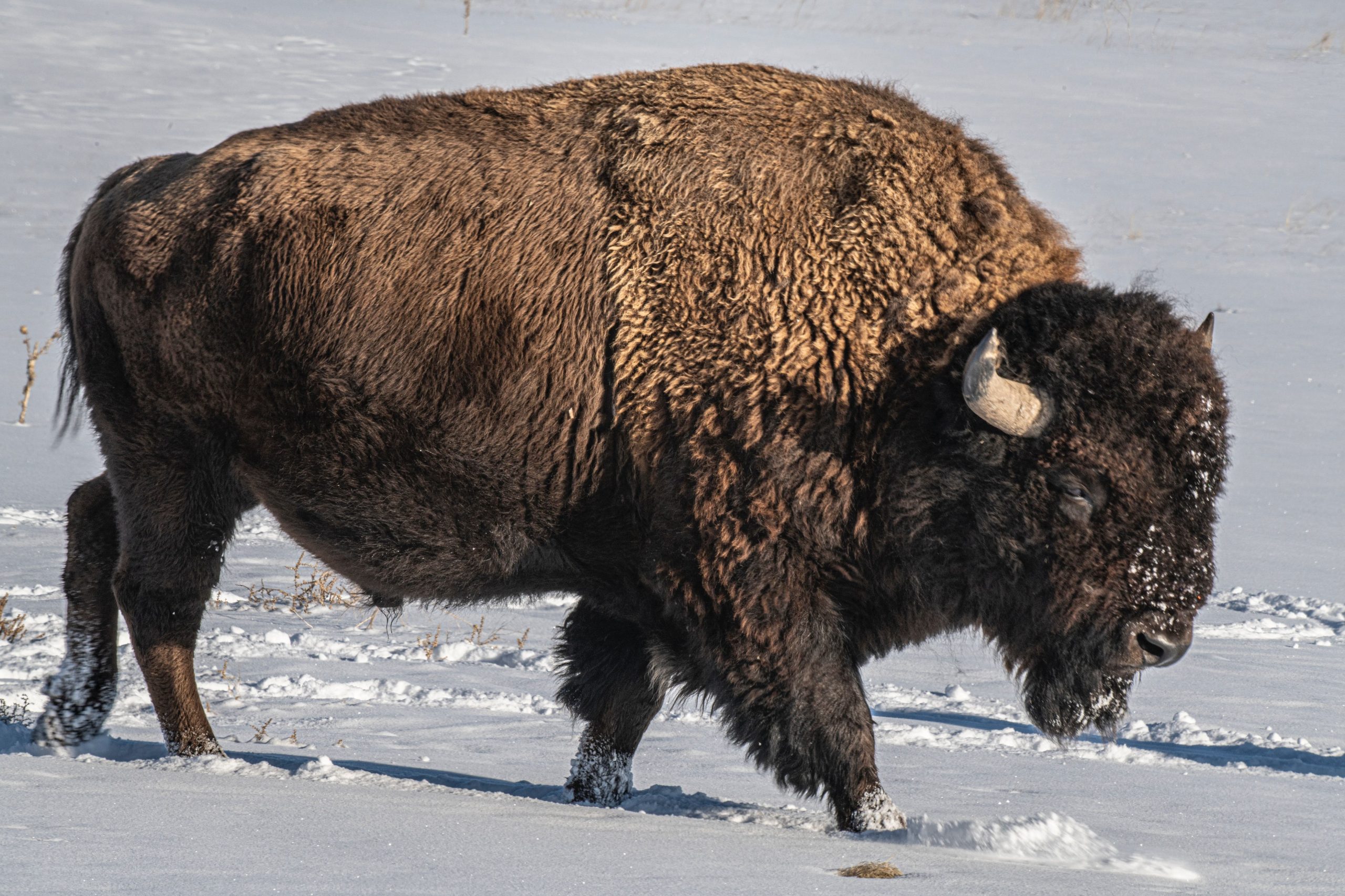13 bison killed after truck hits herd near Yellowstone National Park