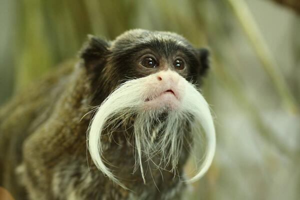 What are Emperor Tamarin? 2 monkeys reported missing from Dallas zoo