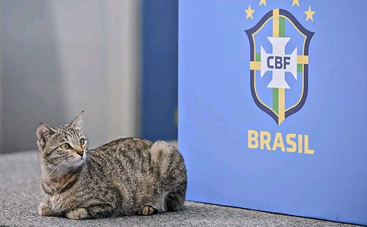 Cat enters Vinicius Jr presser before Brazil vs Croatia FIFA World Cup clash: Watch