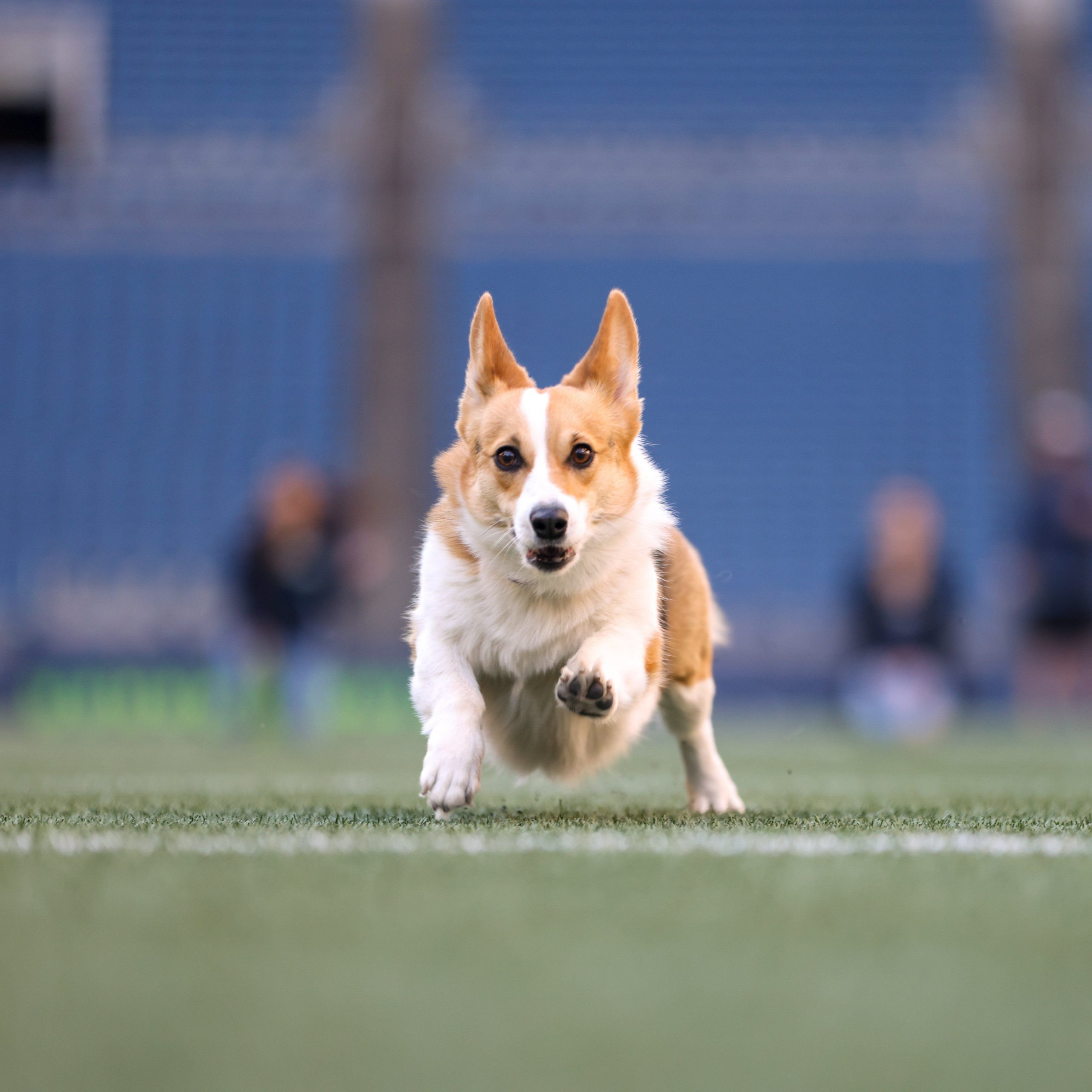 Corgi on the loose: Dog runs around stadium at Seahawks vs Falcons halftime