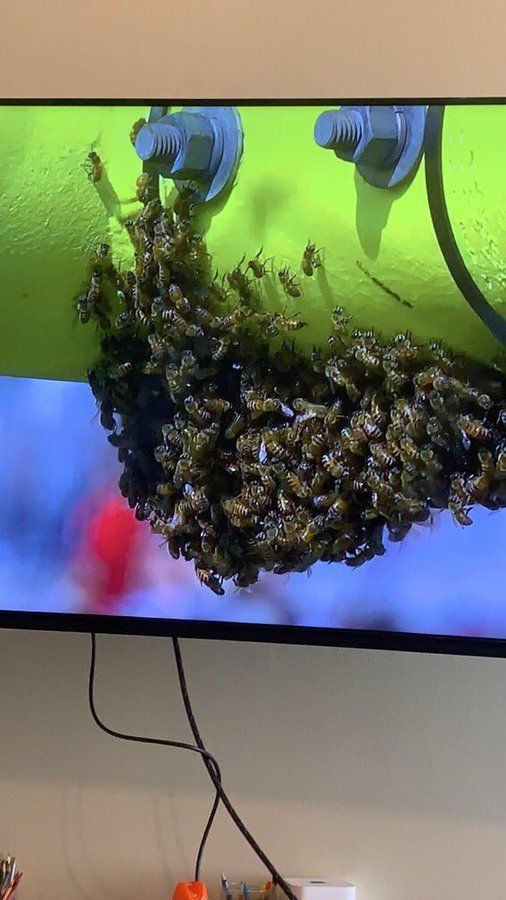 Beehive found on goal post in Tampa Bay Buccaneers vs Green Bay Packers: Watch