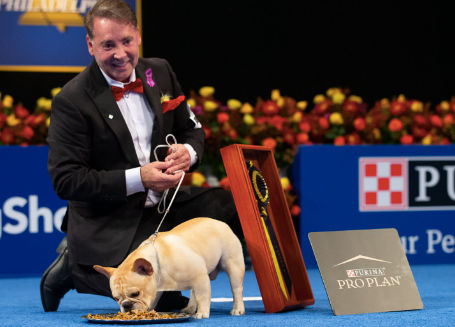 2022 National Dog Show: Who is Perry Payson, handler of Winston the French Bulldog?