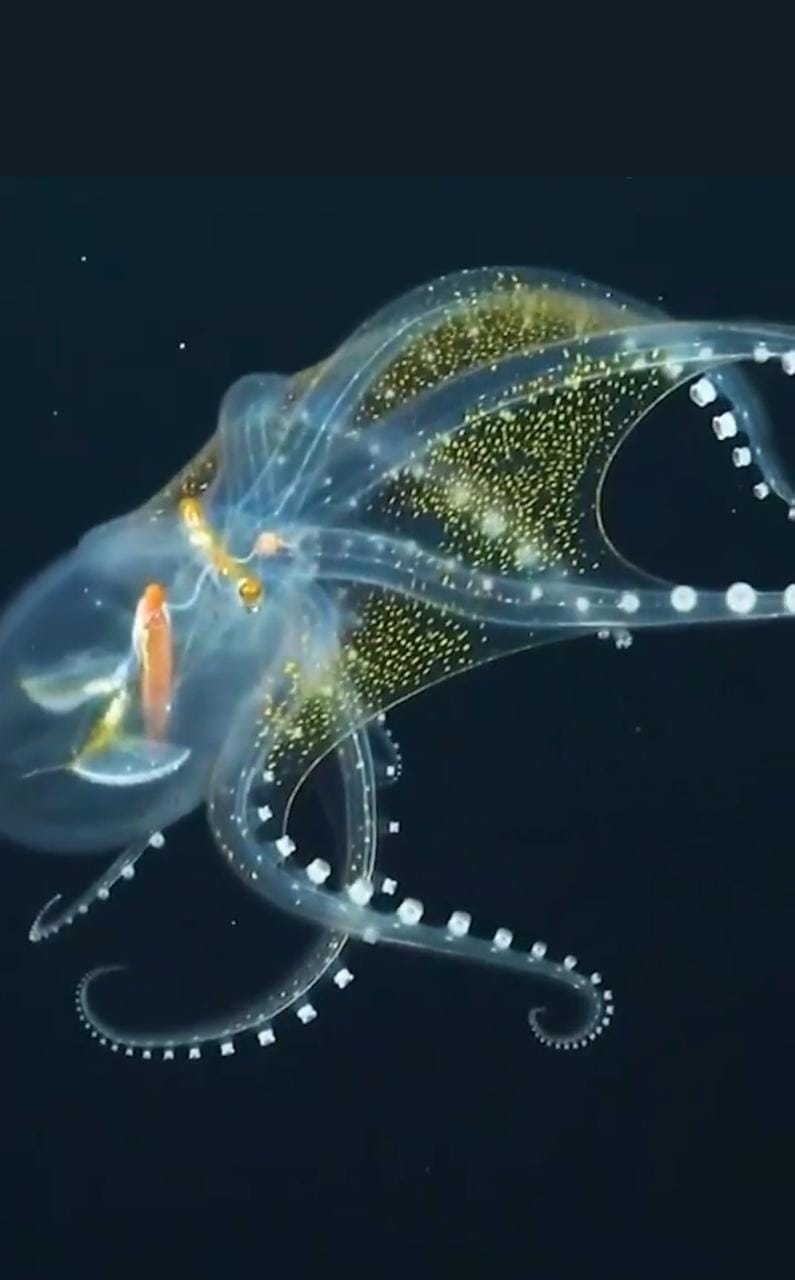 Rare see-through octopus floating in sea: Watch