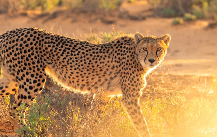 The journey of eight cheetahs from Namibia to India