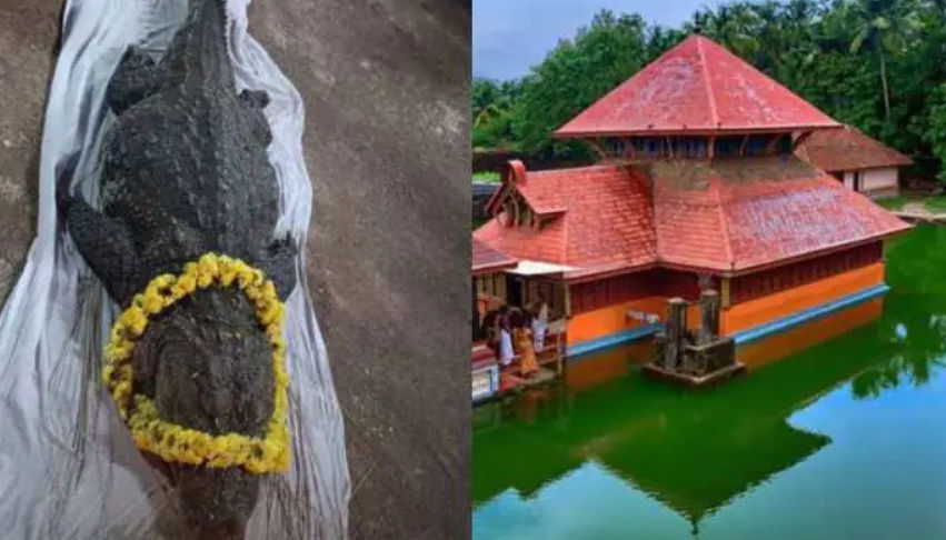 A vegetarian crocodile who inhabited a Kerala temple pond passes away at 75