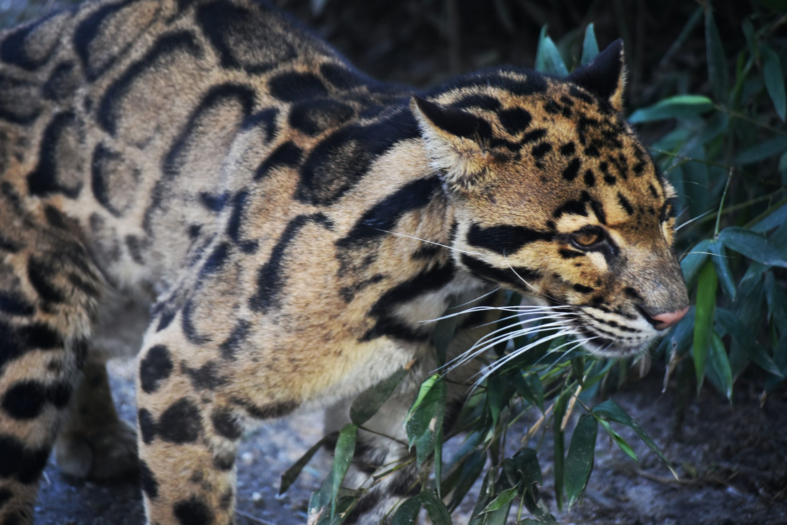Dallas Zoo closed: Search on for escaped clouded leopard