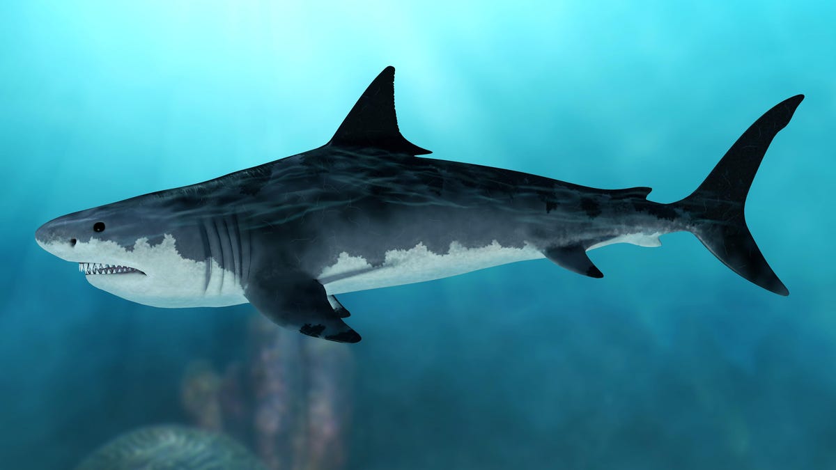 Megalodon: Scientists mistake mackerel pack for prehistoric shark