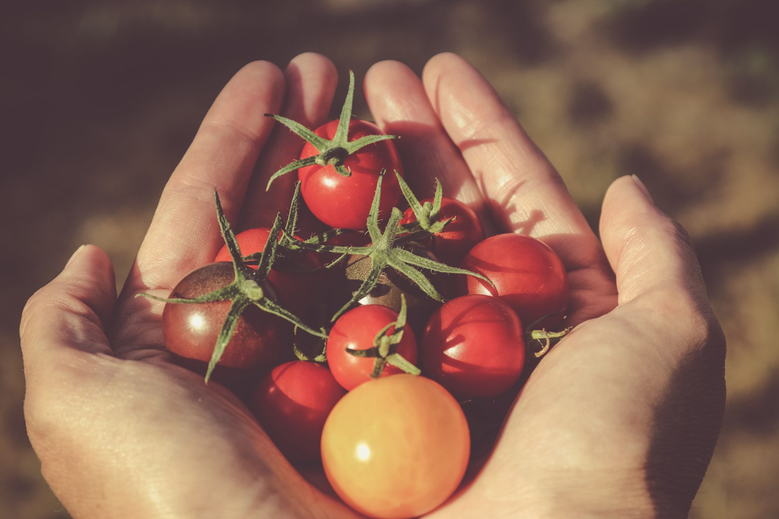 Solving the tomato mystery: A guide to harvesting perfect tomatoes