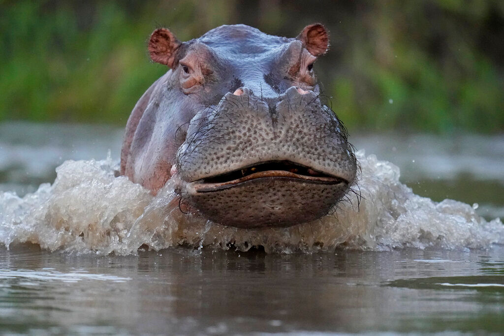 Colombia’s plans to declare hippos an invasive species leaves locals worried