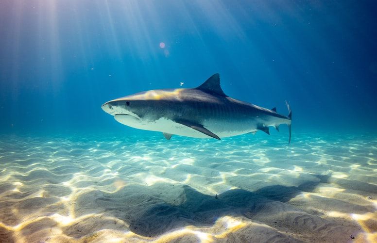 Sharks and rays headed towards extinction: Report