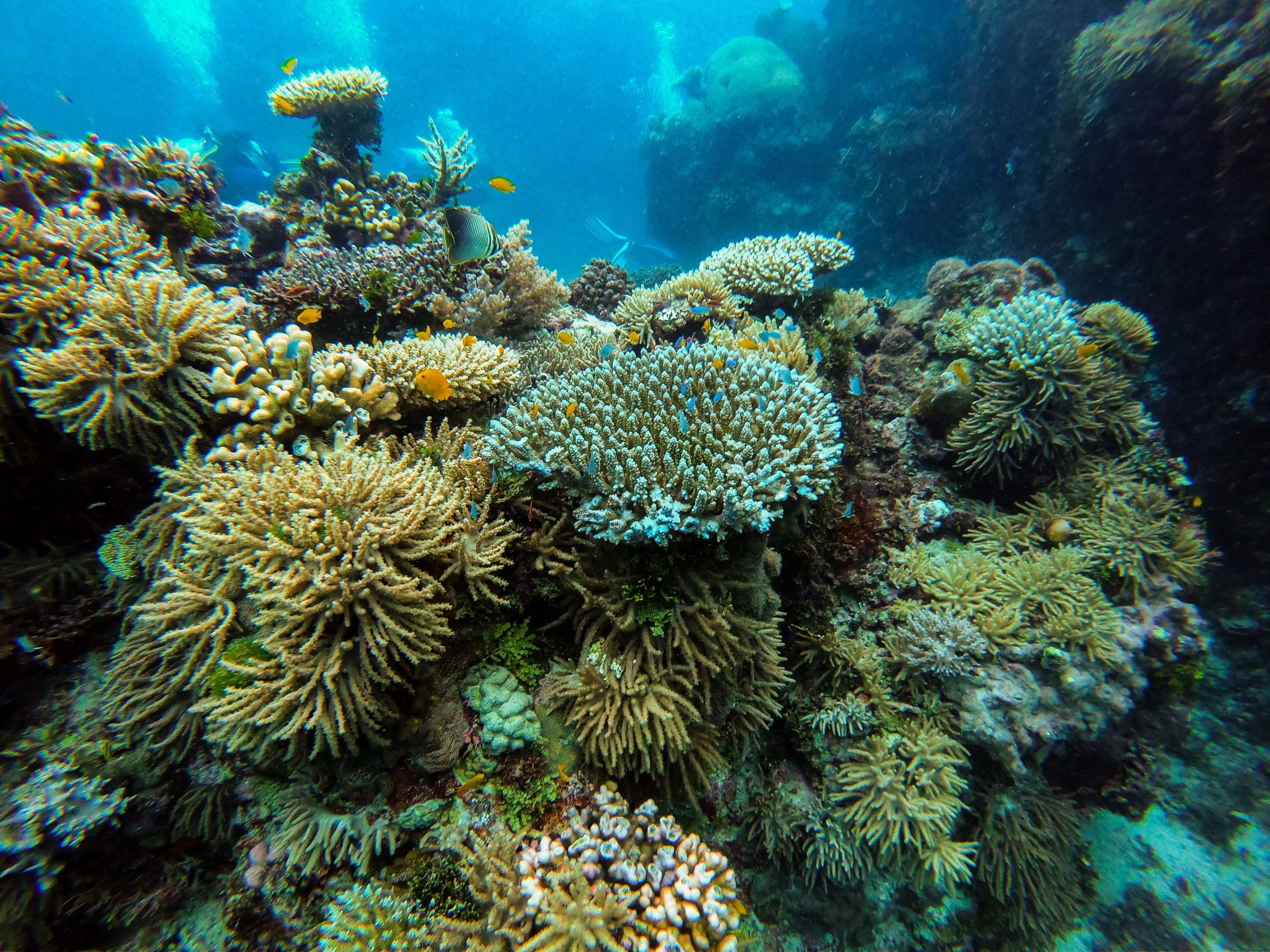 Australia’s Great Barrier Reef is experiencing a ‘mass bleaching event’