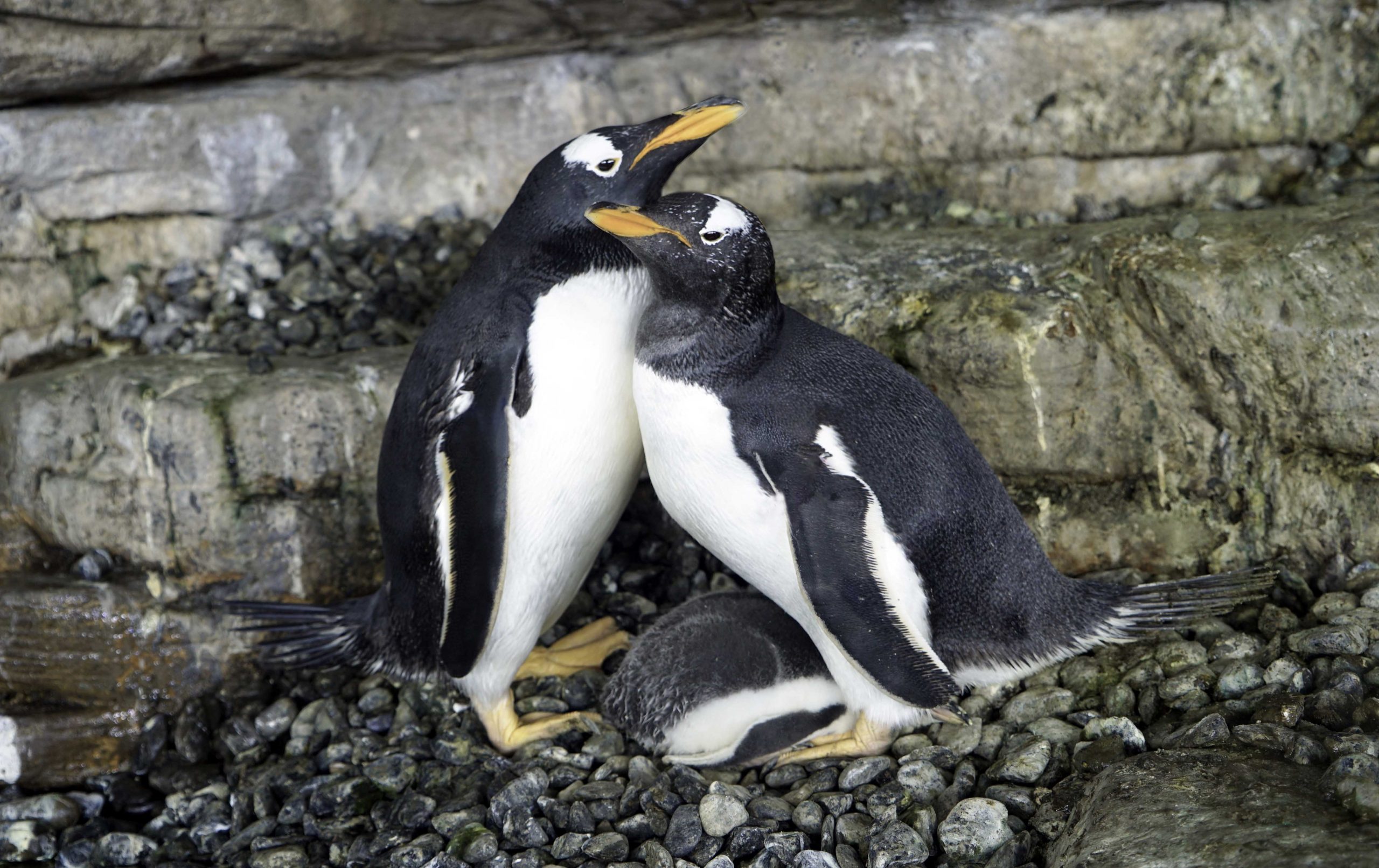 Lesbian penguin ‘power couple’ welcomes chick at Spanish aquarium