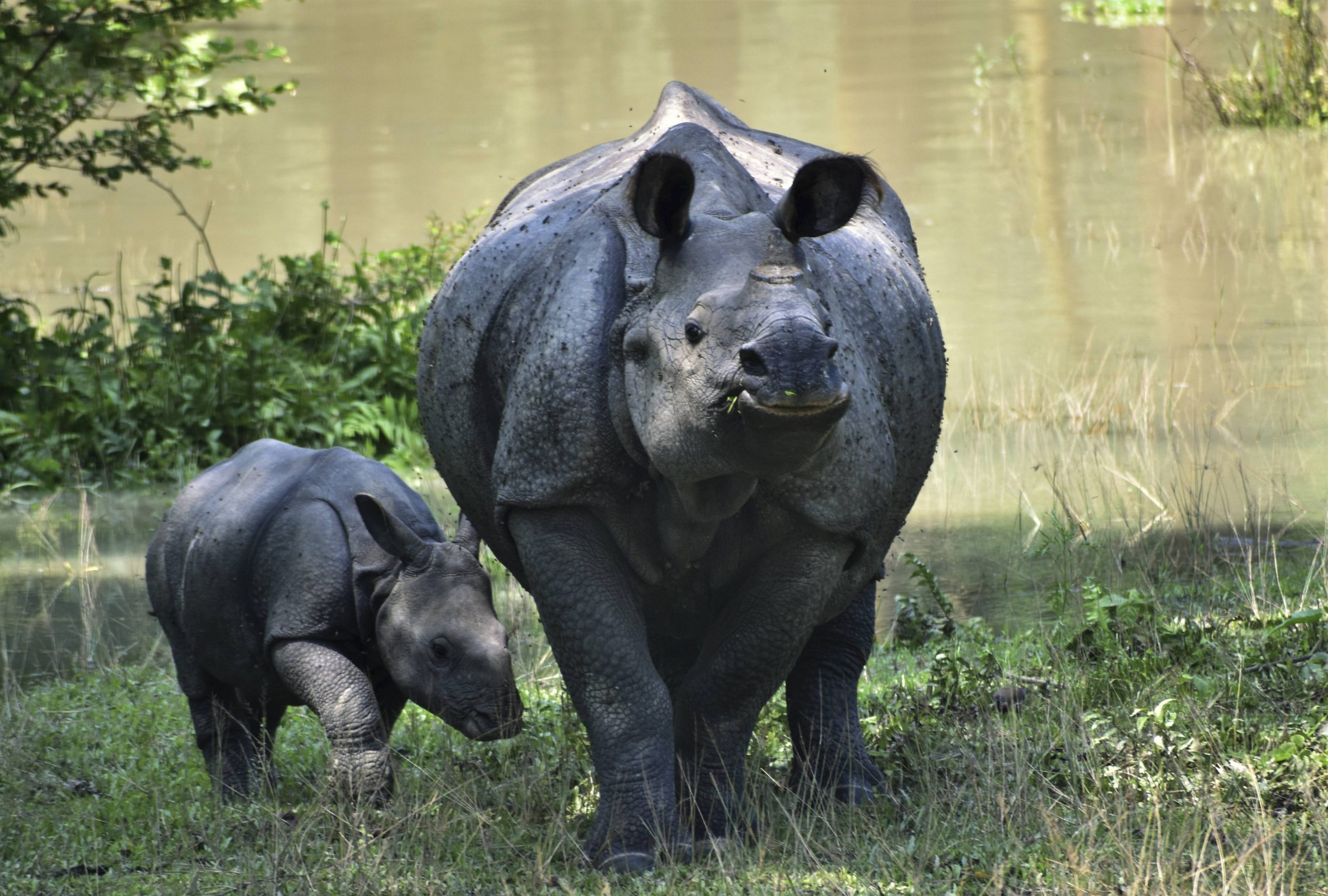Why Assam is burning 2,500 rhinoceros horns on World Rhino Day