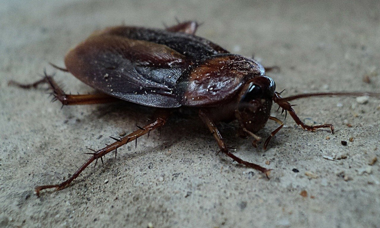 Crawling into the league of superfoods  cockroach milk