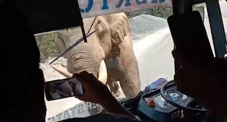 Elephant attacks bus with 50 passengers in Kerala, video goes viral