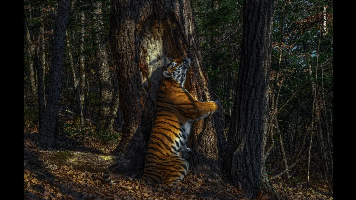 Wildlife Photographer of 2020 waited for 10 months to capture award-winning photo