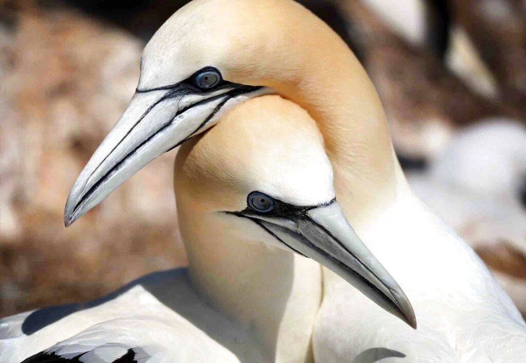 Heat, no food, extreme weather: Climate change kills seabirds