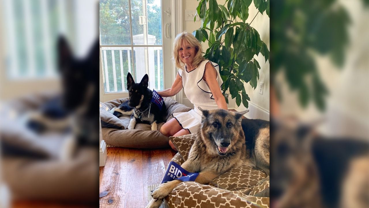 Joe Biden’s dogs sent back home after biting incident in White House