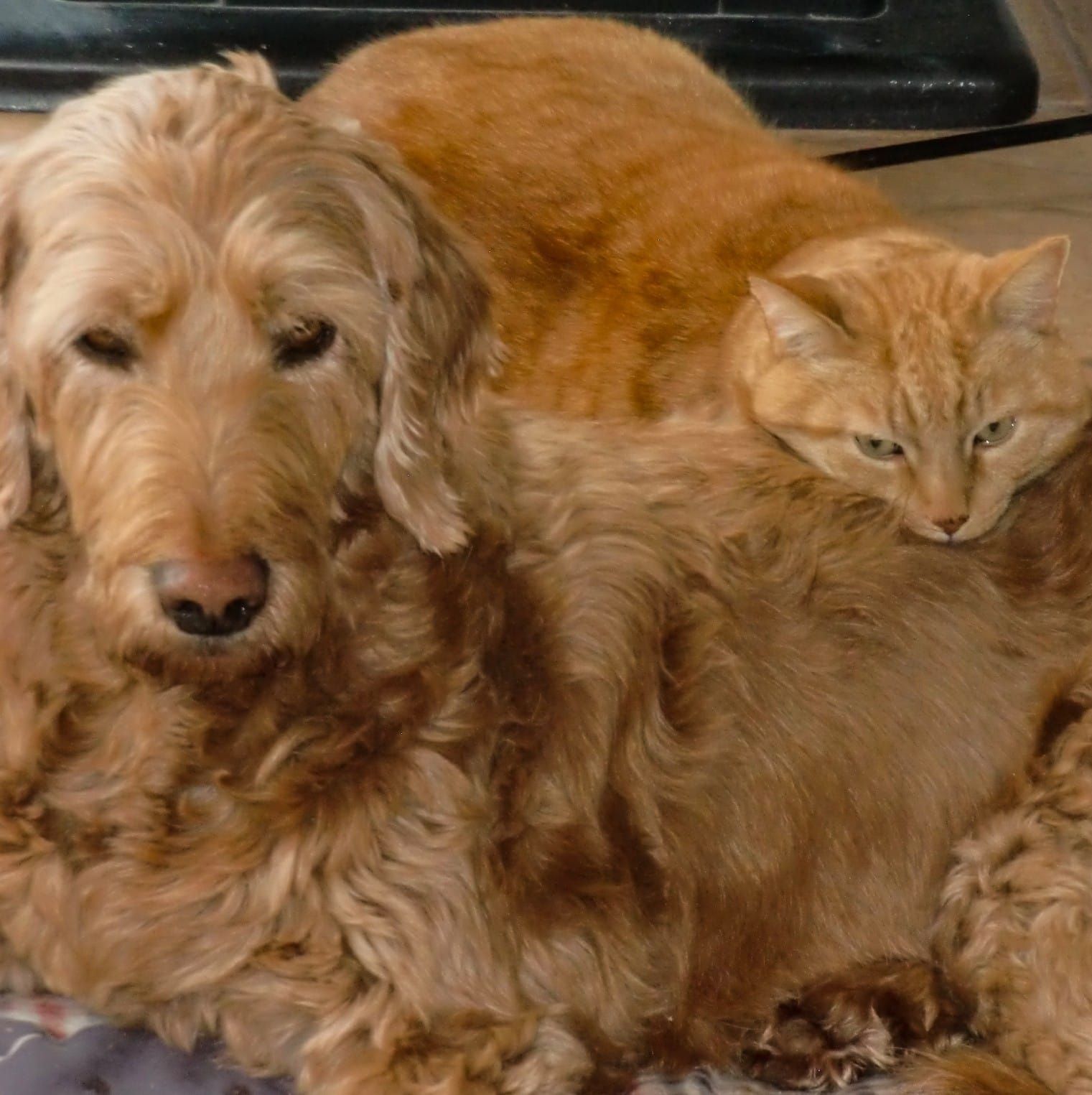 Cat and dogs 12-year-old friendship wins hearts