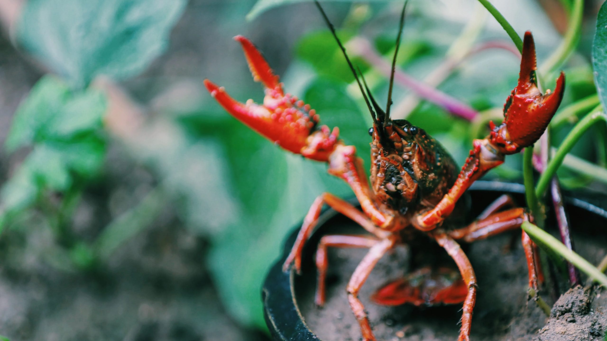 Crayfish take more risks while on antidepressants, study shows