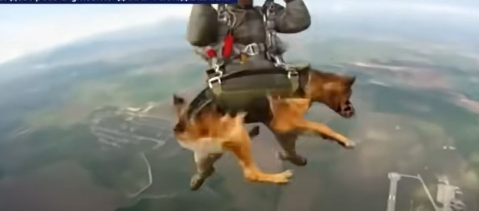 Watch: Russian military service dogs sky dives during training