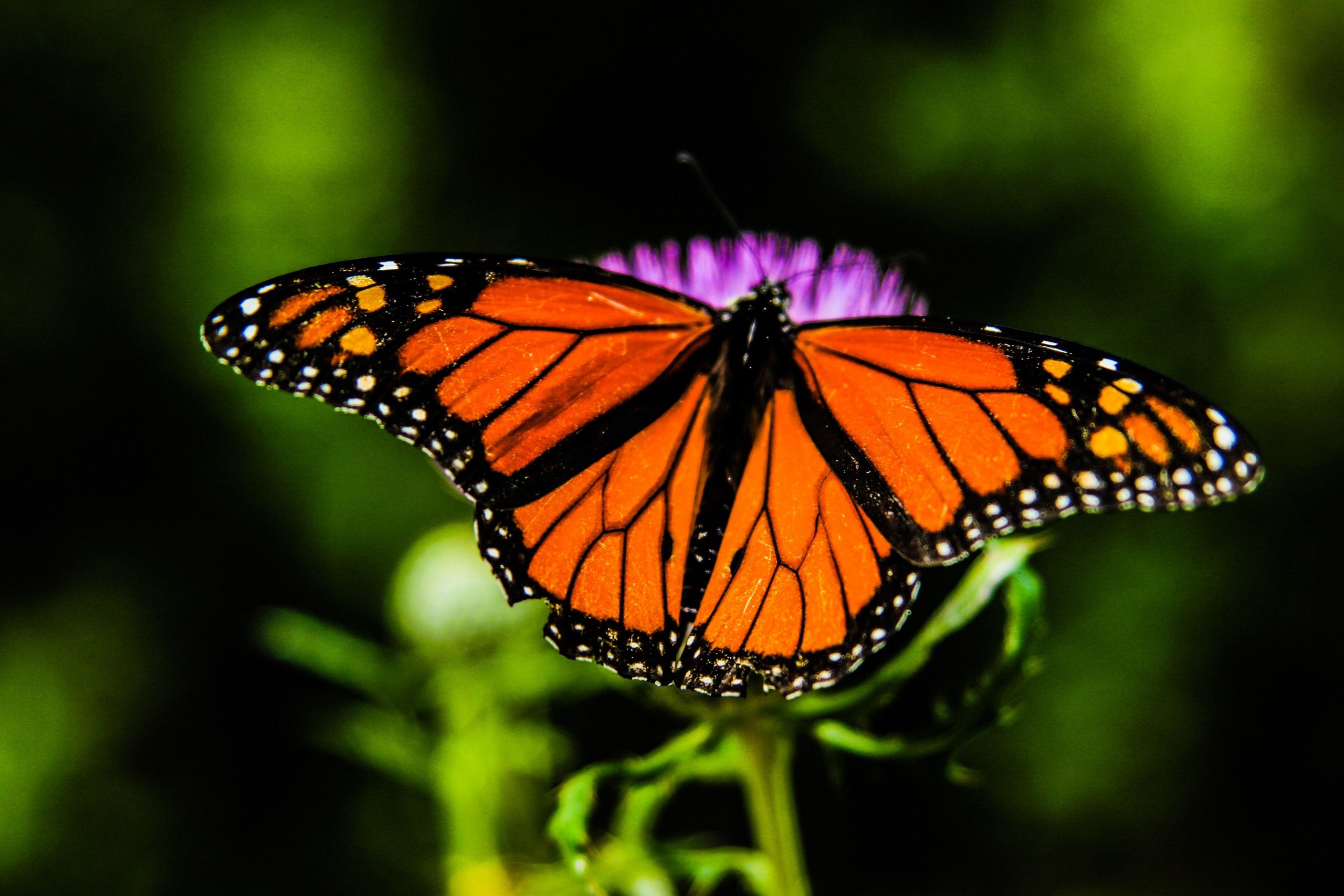 India may soon get its ‘national butterfly’