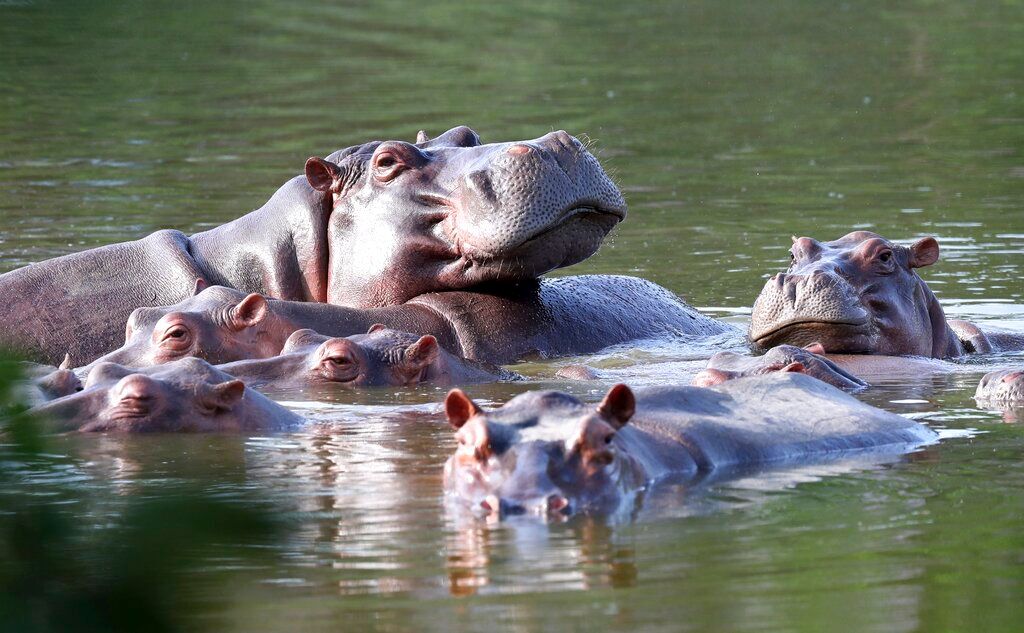 Pablo Escobar’s cocaine hippos recognised as people in major US court order