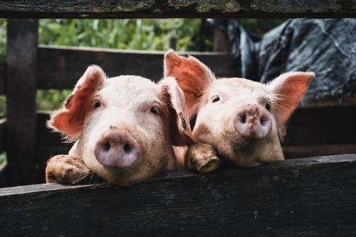 China turning to ‘hog hotels’ to keep pigs disease-free