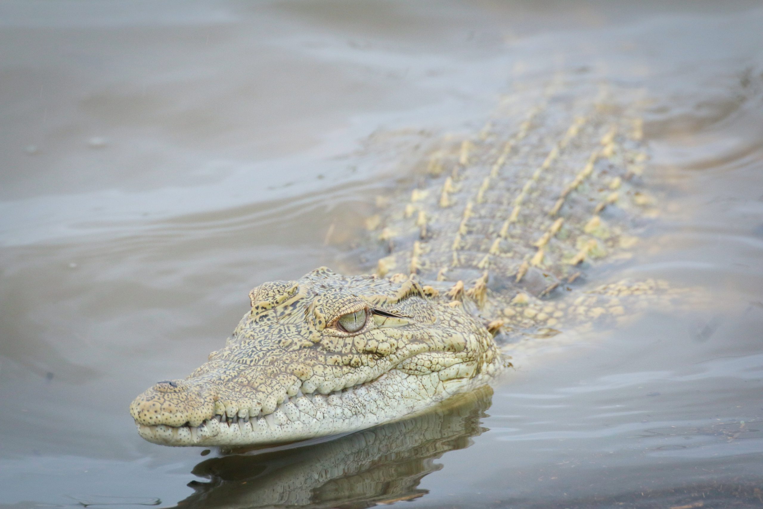 Love your pet, no matter the size: Man in Gujarat pats crocodile and talks to the reptile