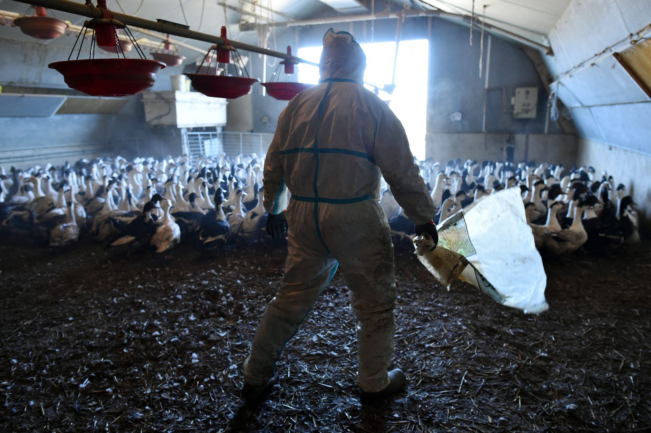 What is H5N8 virus? The new strain of bird flu spreading across the globe