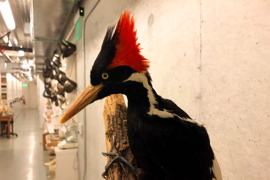 23 species, including ivory-billed woodpecker, declared extinct