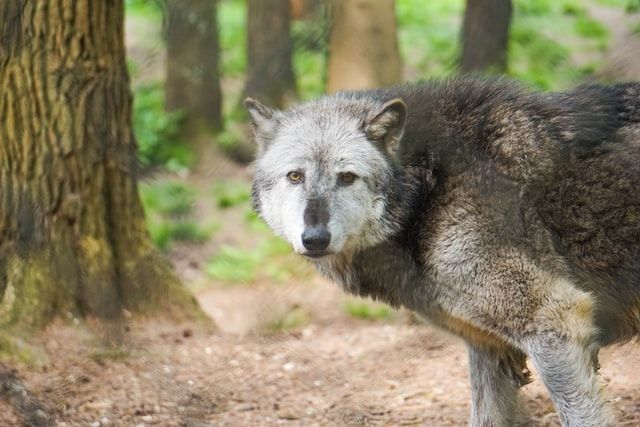 Howling into the void? US wolf recovery endangered by Trump