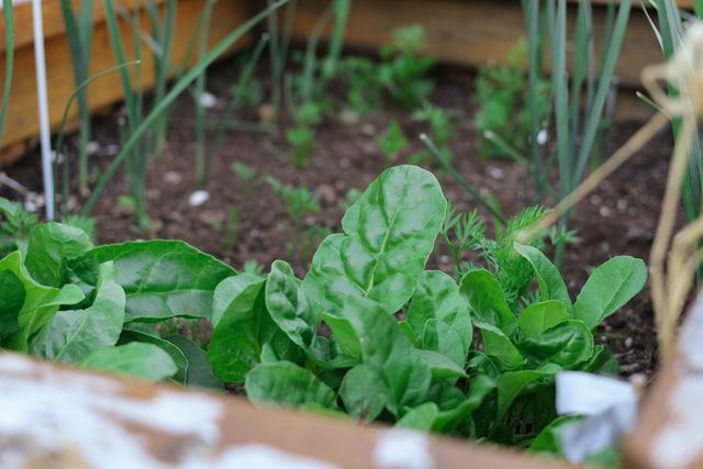 Spinach can now send emails and detect explosives, thanks to scientists at MIT