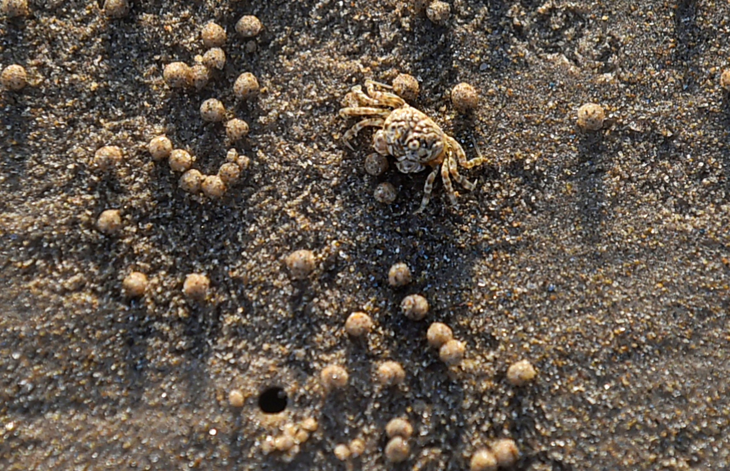 Monster crab breaks golf club into half- Hair-Raising Video|watch