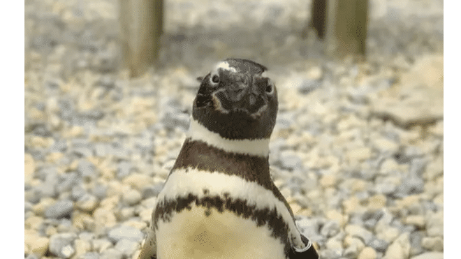 World’s oldest Magellanic penguin dies at 40 in San Francisco Zoo
