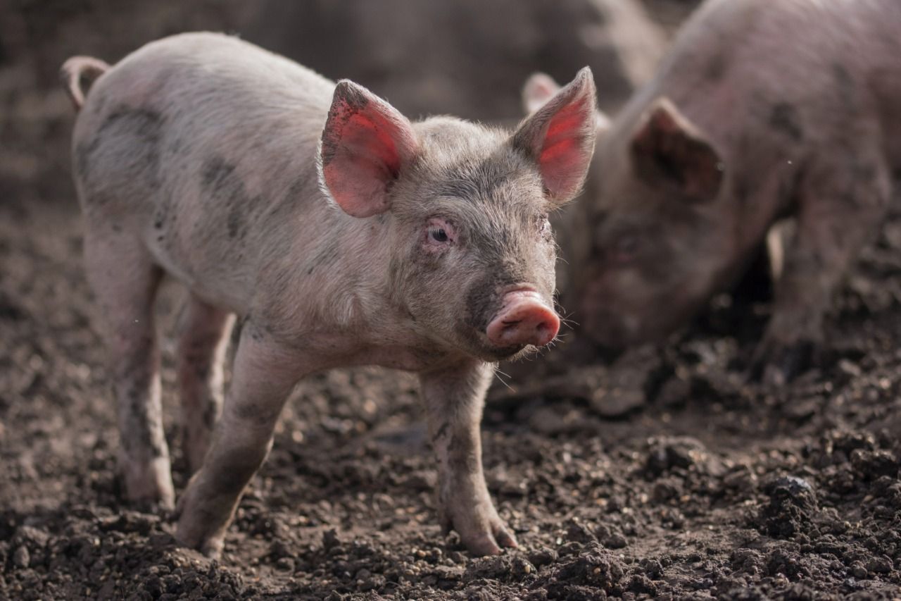 Coronavirus strain found in pigs can be a potential threat to humans: Study