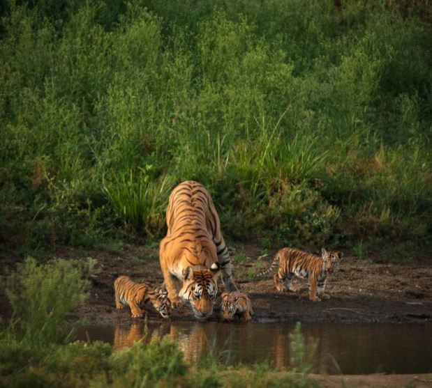 MP’s tigress Collarwali who gave birth to 29 cubs, passes away at 16