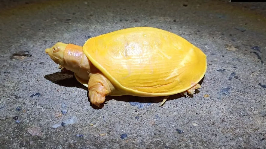 ‘Rare, never seen one like this’: Yellow turtle spotted in Odisha’s Balasore