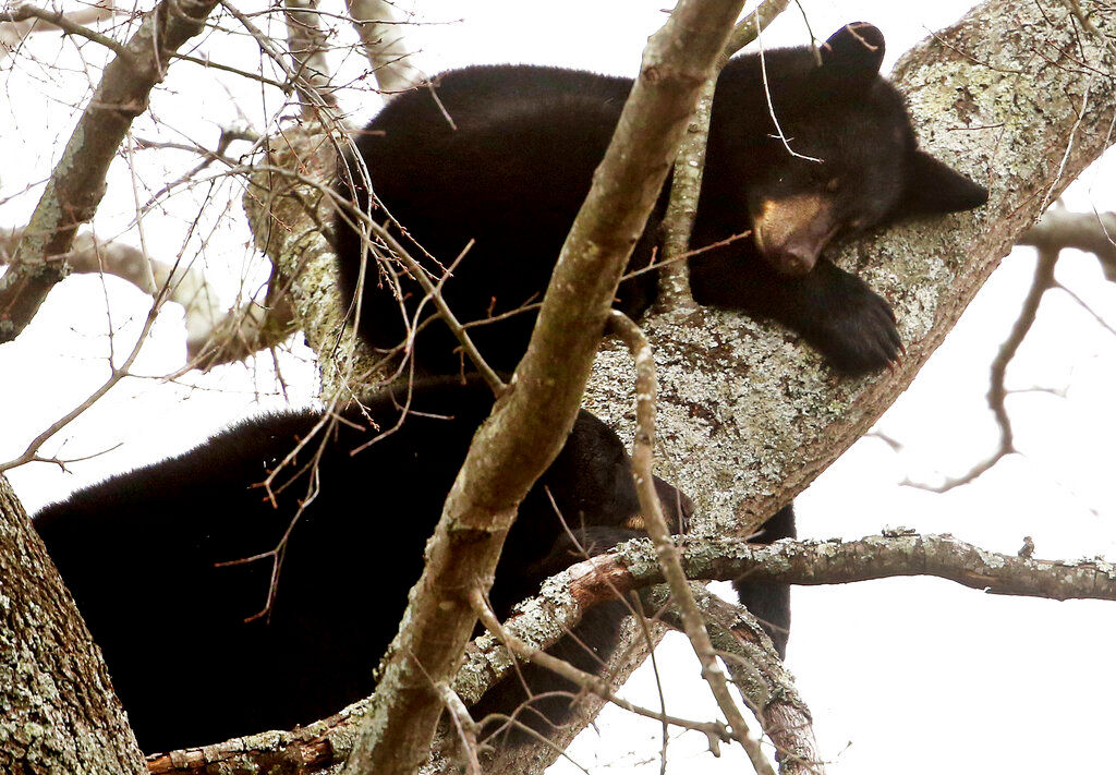 Photographer spots a black bear and uses bear spray to flee the encounter