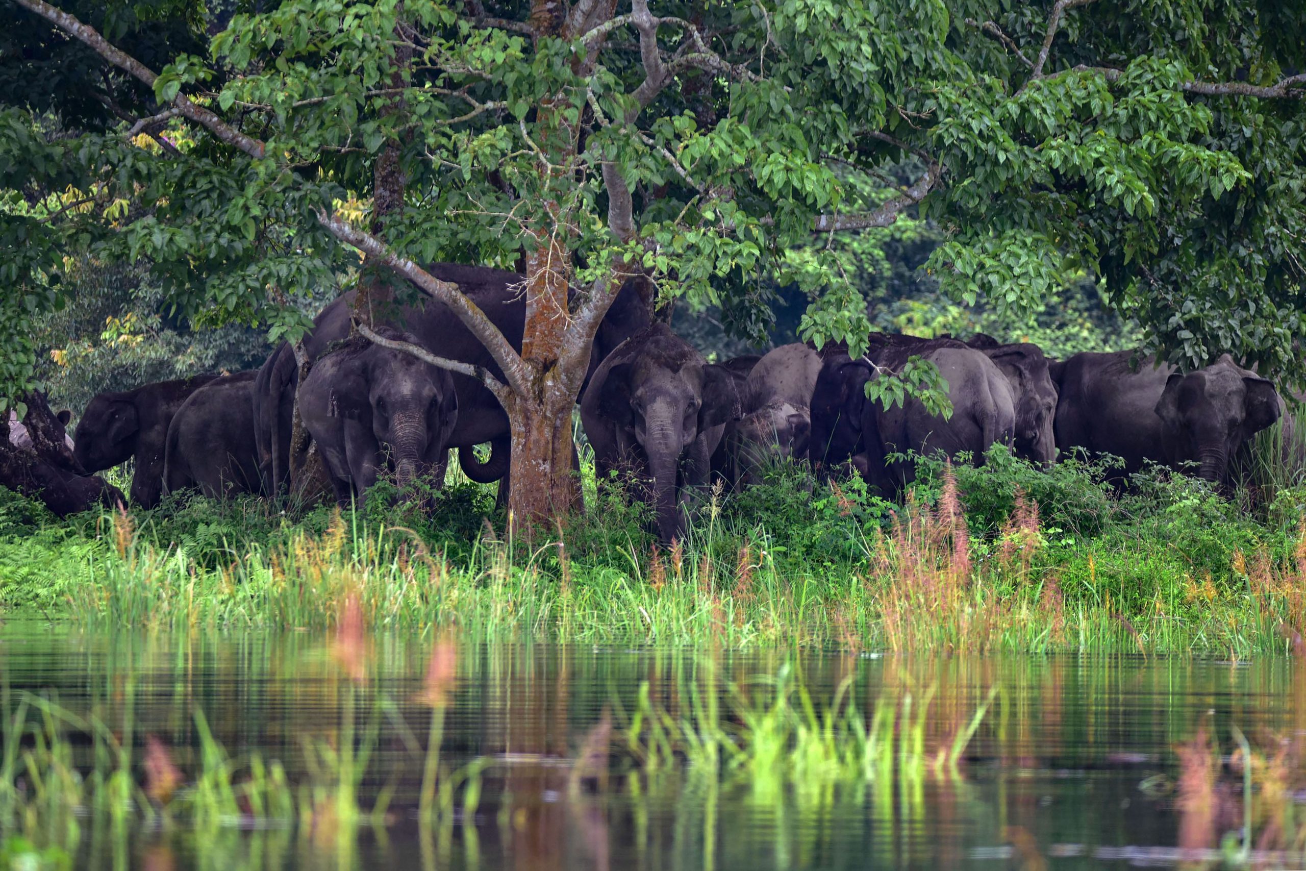 Mysterious elephant deaths in Botswana solved, Cyanobacteria take blame