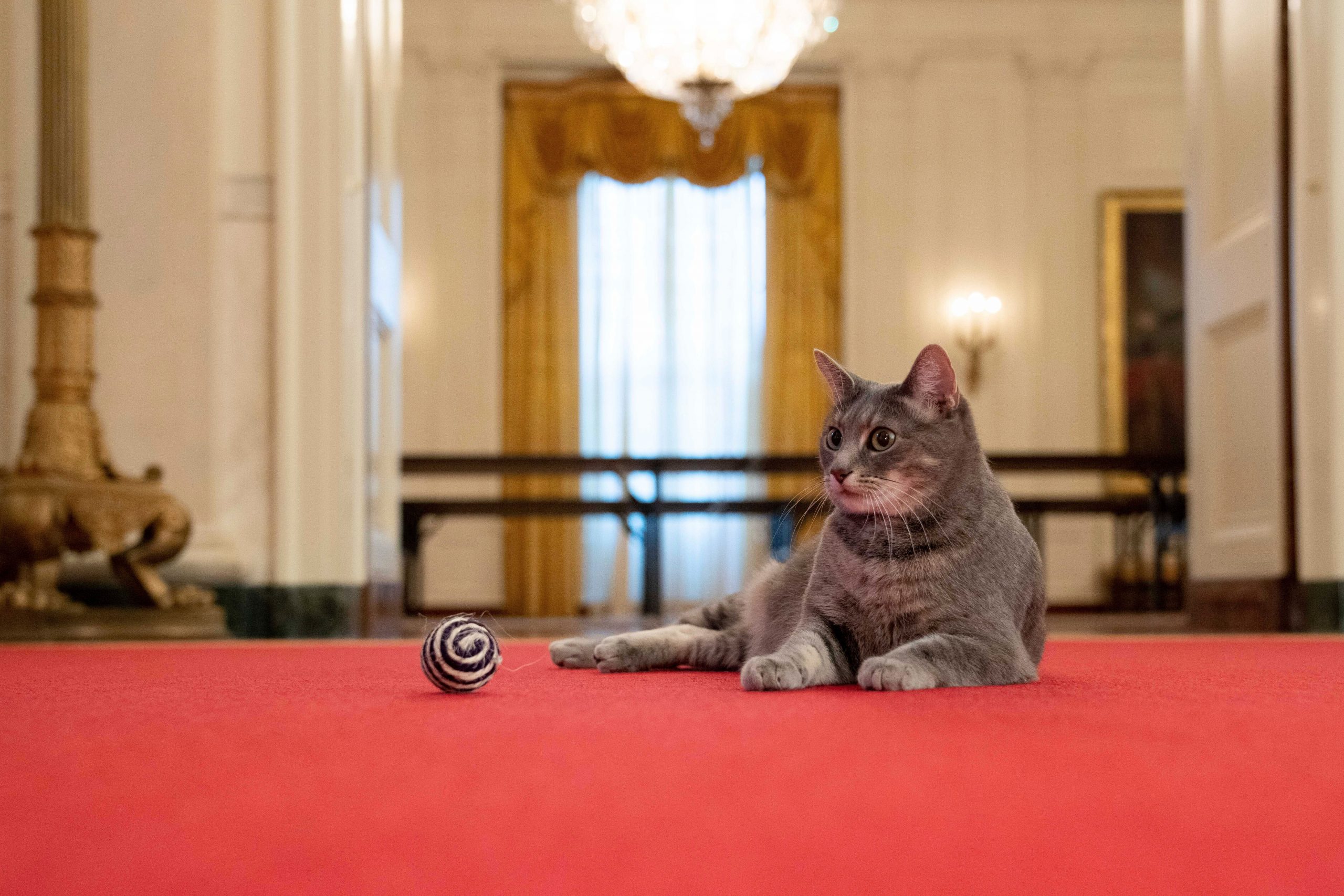 Joe Biden welcomes cat named Willow to White House