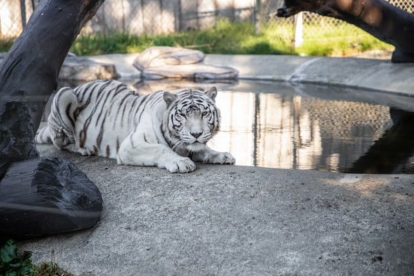 Rare white tiger born at Nicaragua zoo