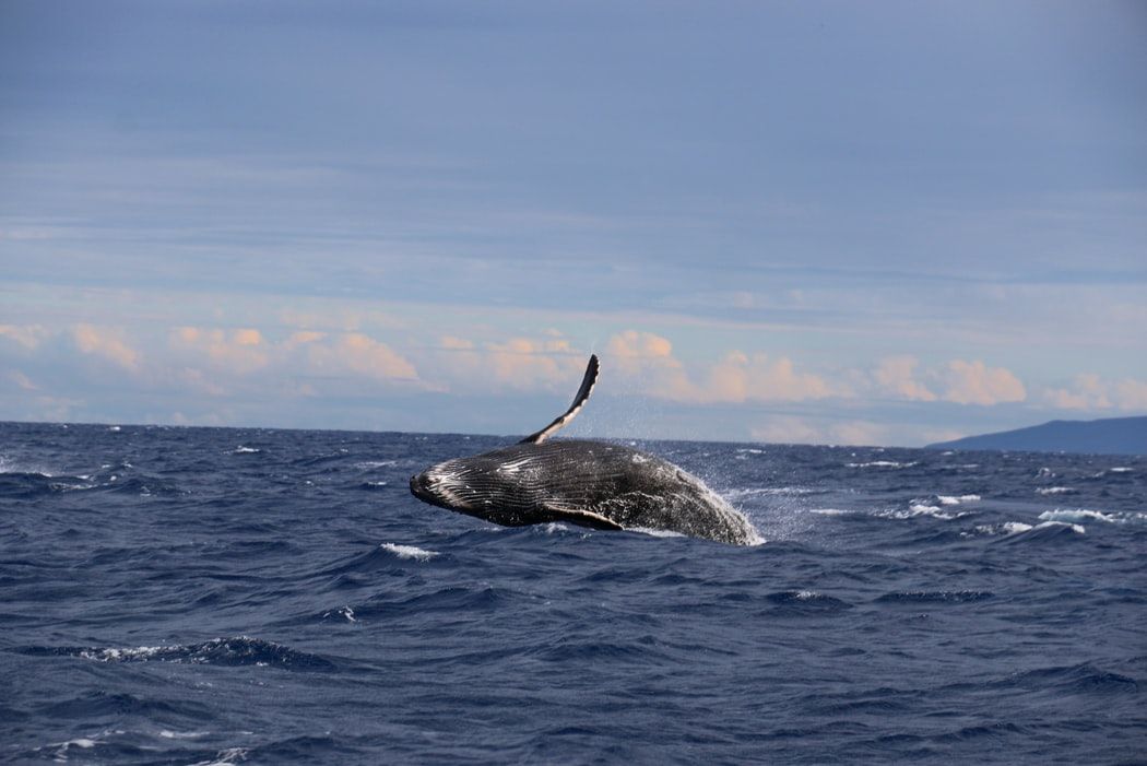Newly discovered population of blue whales found in Indian ocean: Study