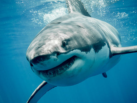 Camera captures how it might look like to be gobbled up by shark: Watch