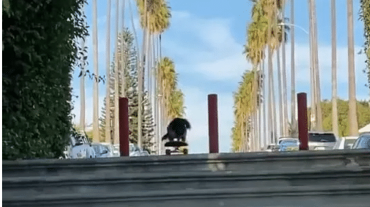 Viral Video: Dog amazes social media with skateboarding skills
