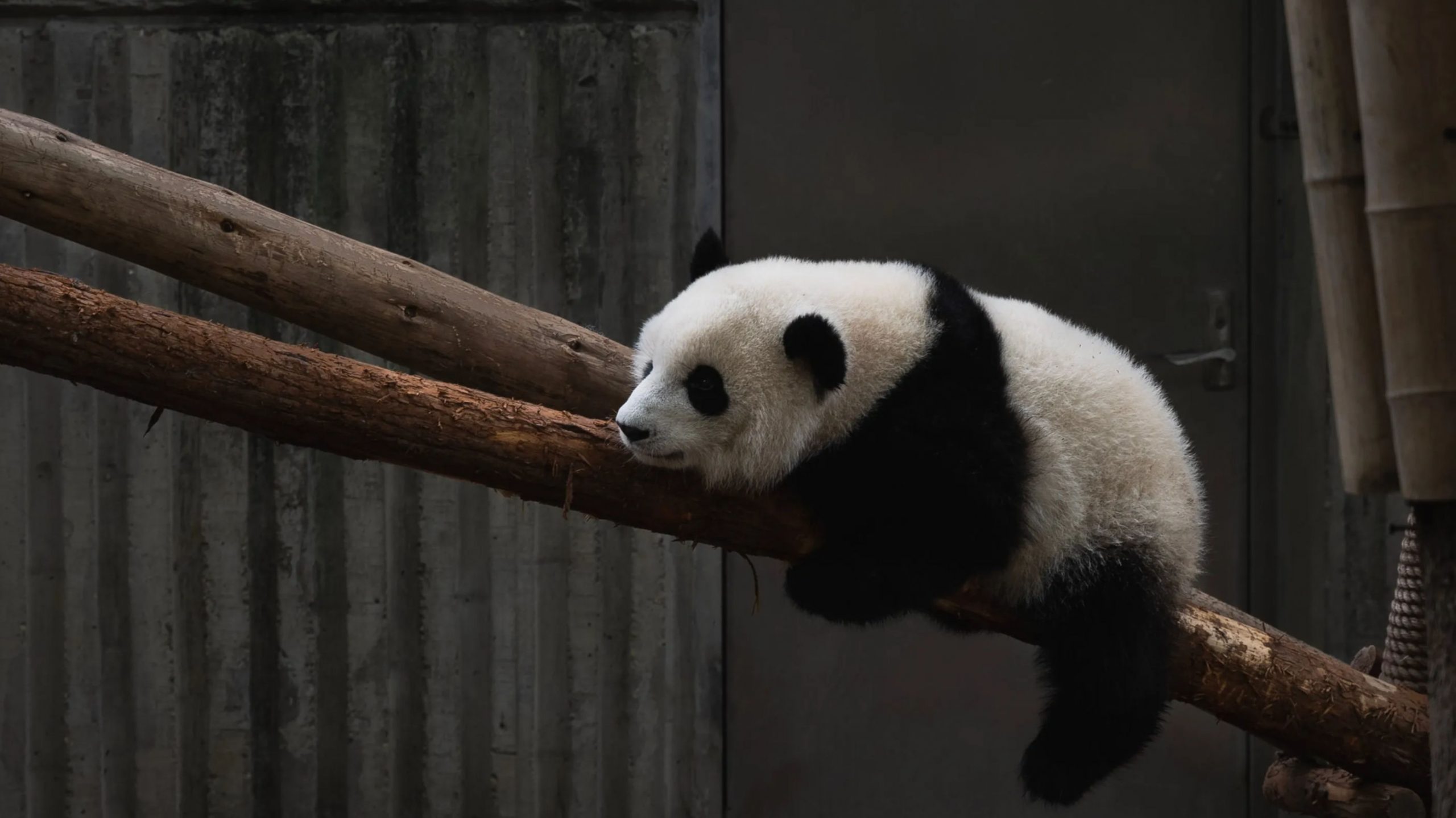 3-month-old panda in Washington zoo named ‘Little Miracle’