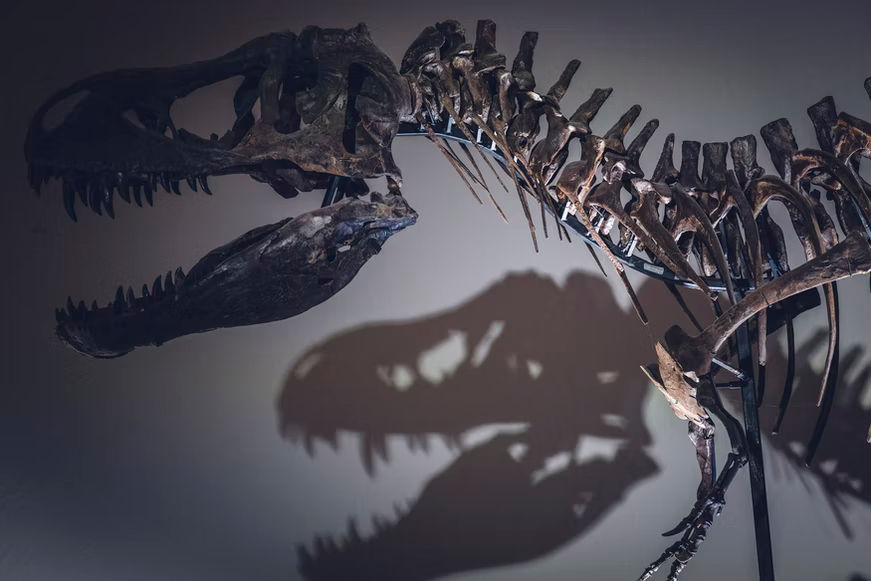 Amazon Quiz: This is a skeleton of which dinosaur?