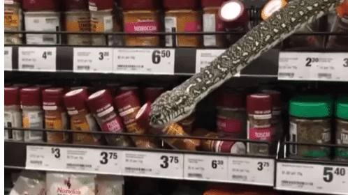 Snake rescued from spice shelves of Sydney supermarket