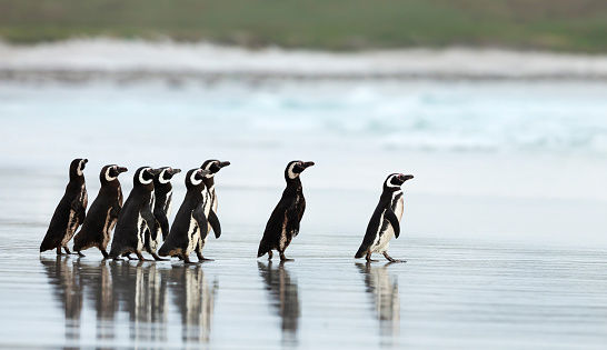 Watch | Video of penguins chasing  butterfly takes internet by storm