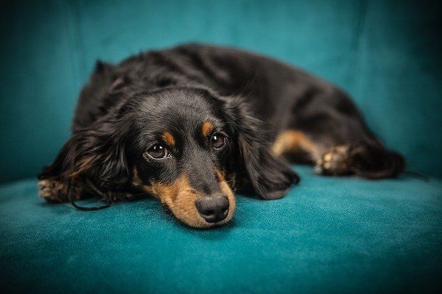 Pet hair everywhere? Here’s how you should clean your home